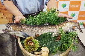 Mass cultivation of big 'iwana' char achieved