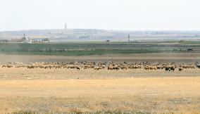 Herd of sheep for trafficking in Turkish border area