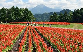Salvia flowers paint Tottori park in red