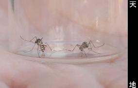 Mosquitoes tested for dengue fever in western Japan