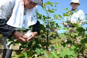 Cotton planting restored in western Japan
