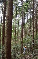 Majority of shared forest left unsold in western Japan