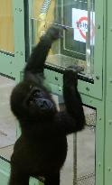 Test conducted to check gorilla's intelligence