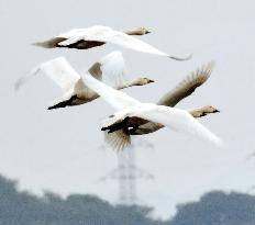 1st group of Bewick's swans arrives in western Japan