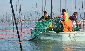 Laver seaweed growers start work for cultivation in Japan