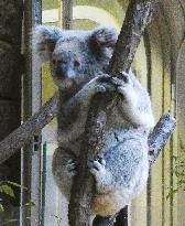 Koala 'Tilly' shown to public at Nagoya zoo