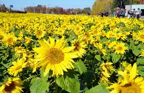30,000 sunflowers in full bloom in Hokkaido's Ozora town