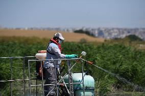 TURKEY-ISTANBUL-MOSQUITOES-DISINFECTION