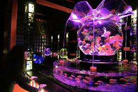 Artistic fishbowl exhibition at Kyoto castle