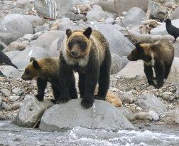 Hokkaido to ban feeding brown bears to protect ecology
