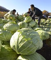 Big cabbages harvested in Hokkaido's Sapporo