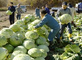 Big cabbages harvested in Hokkaido's Sapporo
