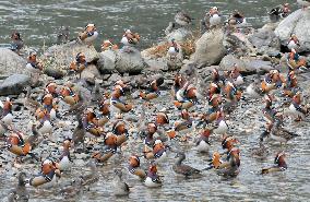 About 500 Mandarin ducks arrive in Tottori Pref.