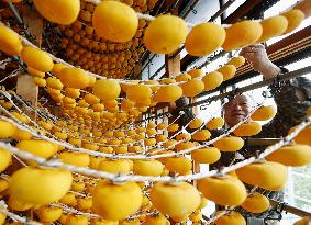 Fukushima farmer hangs persimmons for drying