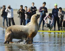 Sea lion emerges at beach in Chiba