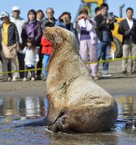 Sea lion emerges at beach in Chiba