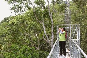 Ulu Temburong National Park in Brunei