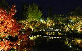 Autumnal leaves lit up at temple in Kyoto