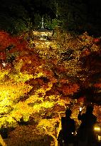 Autumnal leaves illuminated at Kyoto temple