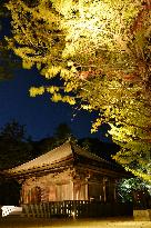 Majestic view of LED-lit autumn leaves, Amitabha hall