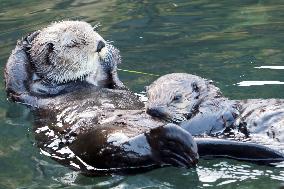 Mother sea otter feeds pup off northern Japan