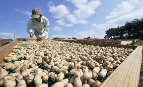 Farmer dries peanuts under sun in closed schoolyard