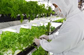 Toshiba shows 'clean room' vegetable farm to press