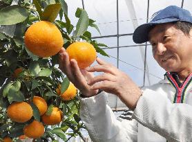 Orange grower looks happy before harvesting