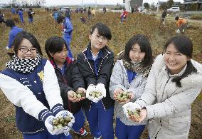 Students crop cotton from farm hit by tsunami