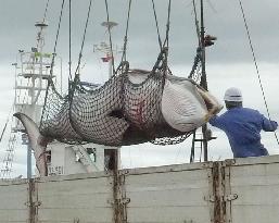 Japan cuts Antarctic whale catch target by 2/3