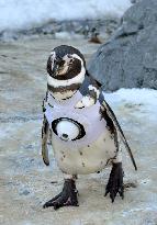 Penguin cam