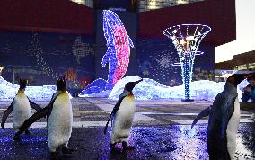 King penguins walk at Osaka aquarium