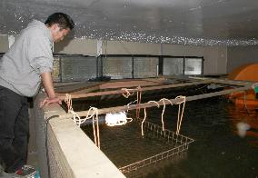Cost-friendly eel cultivation tested at fish farm