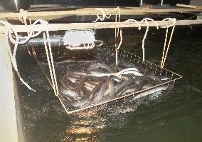 Cost-friendly eel cultivation tested at fish farm