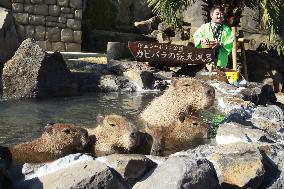 Capybara family takes outdoor hot spring bath