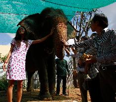 Cambodia's celebrated elephant Sambo to retire soon