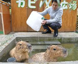 Capybaras enjoy hot bath in Tottori Pref.