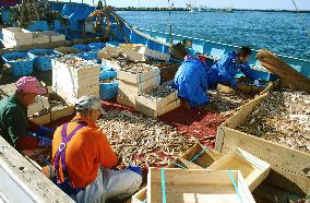 Fishermen sort 'shishamo' smelt at Kushiro port