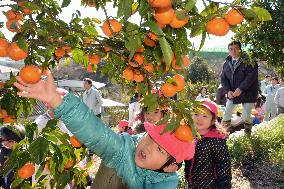Kids enjoy citrus picking in ex-evacuation zone