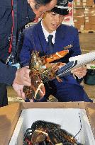 Lobster imports peak ahead of Christmas