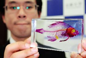 Transparent specimen of alien fish caught in Lake Biwa