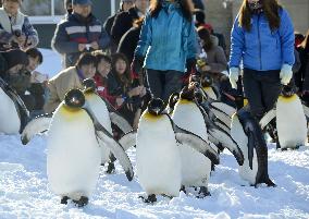 Penguins take walk
