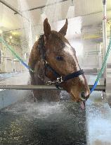 Horse takes bath