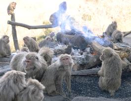 Monkeys huddle around open fire to keep warm