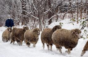 Mother sheep stroll on snow-covered ground in Sapporo