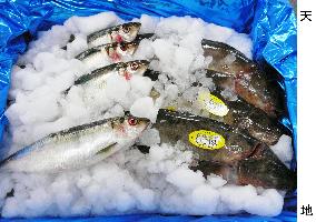 Trial planned to ship fresh fish with saltwater ice
