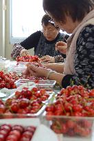 Women sort out quality Japanese cherries for shipment