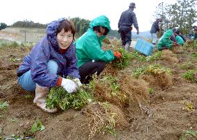 Growing plants for medicinal use in Nara Pref.