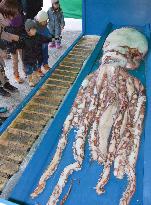 Giant squid displayed at Sapporo zoo