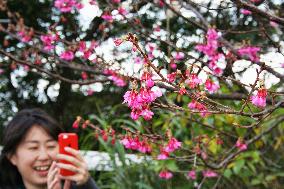 Winter cherry blossoms bloom on southern Japan island